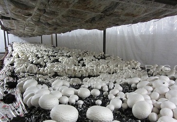 قارچ پرورشی، کمپوست-طرح توجیهی احداث کارگاه تولید قارچ و کمپوست