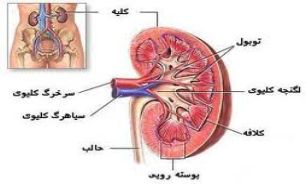 درباره کلیه