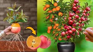 آموزش تصویری پیوندسیب با پرتغال پرورش درخت سیب