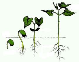 جزوه آموزشی و تمرینی فصل 10 زیست شناسی سوم( رشد  و نمو گیاهان)