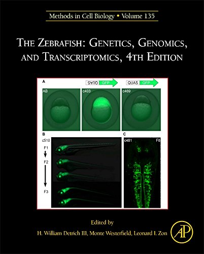 The Zebrafish Genetics, Genomics, and Transcriptomics