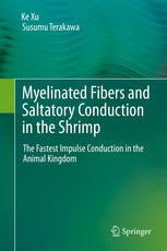 Myelinated Fibers and Saltatory Conduction in the Shrimp: The Fastest Impulse Conduction in the Animal Kingdom