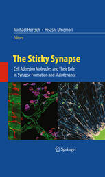 The Sticky Synapse: Cell Adhesion Molecules and Their Role in Synapse Formation and Maintenance