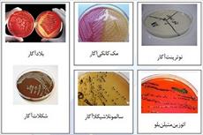 دانلود گزارش کار آزمایشگاه باکتری شناسی پزشکی