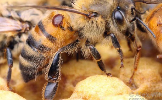 آفات و بیماریهای زنبور عسل