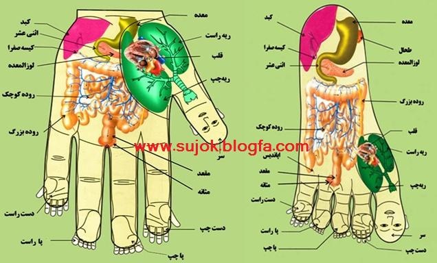 جزوه علایم شناسی بیماری و شخصیت شناسی از طریق کف دست – آموزش مصور علم سوجوک