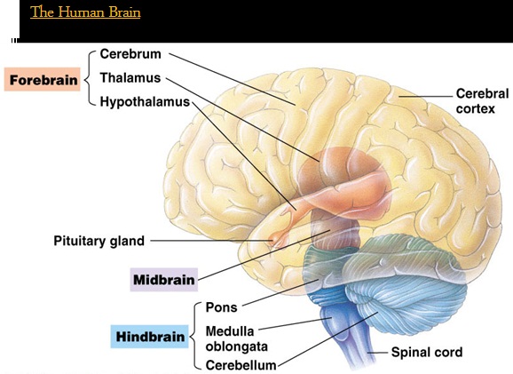 اصطلاحات رایج پرستاری مغز و اعصاب