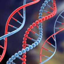 DNA Fingerprinting2