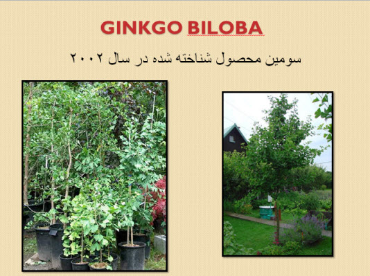 پاورپوینت گیاه جینکو بیلوبا Ginkgo Biloba