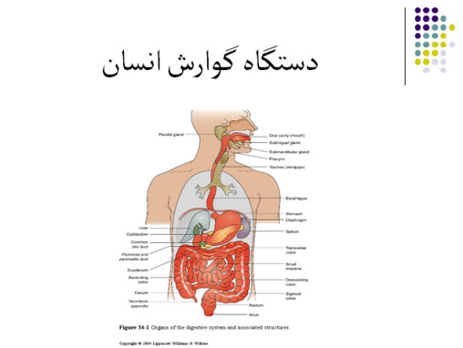 پاورپوینت بیماری های دستگاه گوارش انسان