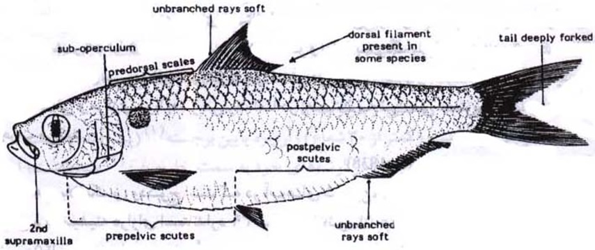 پاورپوینت شگ‌ ماهيان Clupeidae - کیلکا