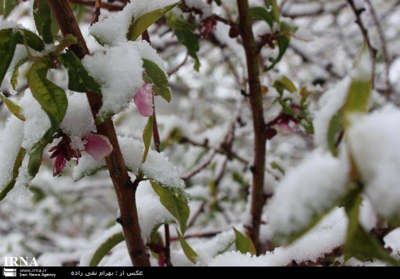 مقابله با سرمازدگی باغات سرمای زمستانه و بهاره