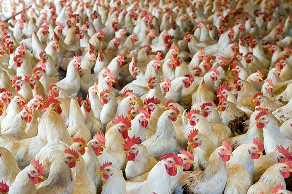 مقاله آموزش صفر تا صد  پرورش مرغ گوشتی در خانه با درامد بسیار بالا