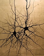 دانلود مقاله معرفی شبکه های عصبی و ساختار نورون عصبی‎