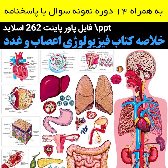 دانلود خلاصه کتاب فیزیولوژی اعصاب و غدد -ppt پاور پاینت- به همراه 14 دوره نمونه سوال با پاسخنامه