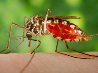 پاورپوینت الودگی به مالاریا