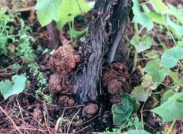 بیماری گال طوقه
