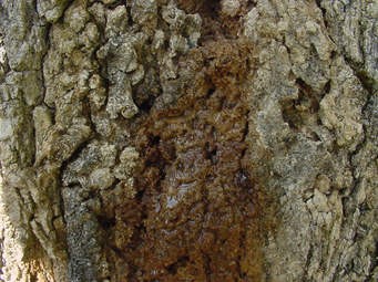 بیماری باکتریایی چوب مرطوب