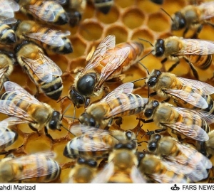 الگوریتم کلونی زنبور عسل