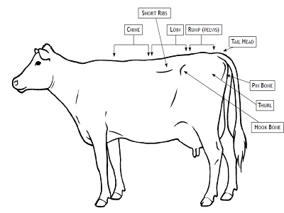 دانلود مقاله ارزیابی گاو شیری و گاو گوشتی ( پاورپوینت)