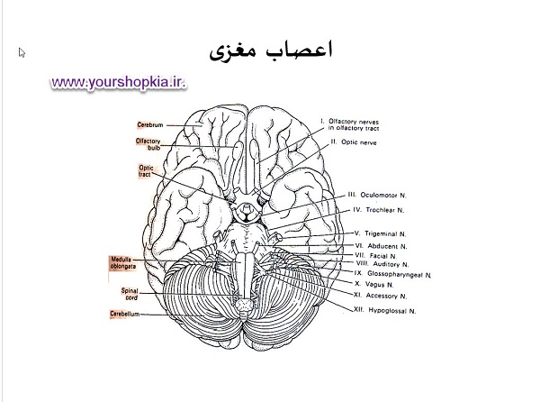 دانلود مقاله  همه چیز در مورد دستگاه عصبی ( پاورپوینت )