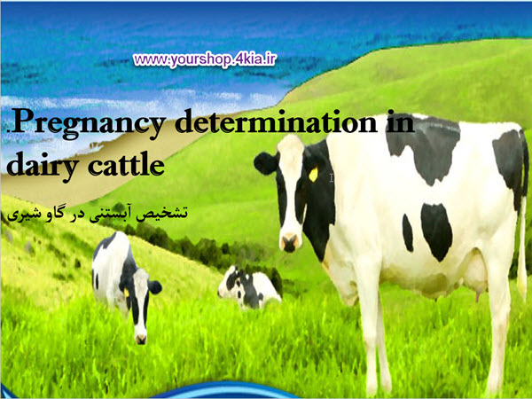 تشخیص ابستنی در گاو شیری ( پاورپوینت )