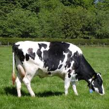 دانلود سمینارفحلی در گاوهای شیری(Estrus in dairy cattle)