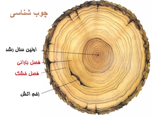 دانلود جزوه کامل چوب شناسی ومدیریت حفاظت چوب
