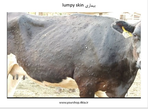 دانلود مقاله در مورد بيماري lumpy skin در گاو و گوساله (پاورپوینت )