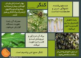 اسرار گیاهان دارویی