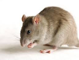 بررسی متابولیسم داروی نوسکاپین در سلولهای مجزای کبد موش