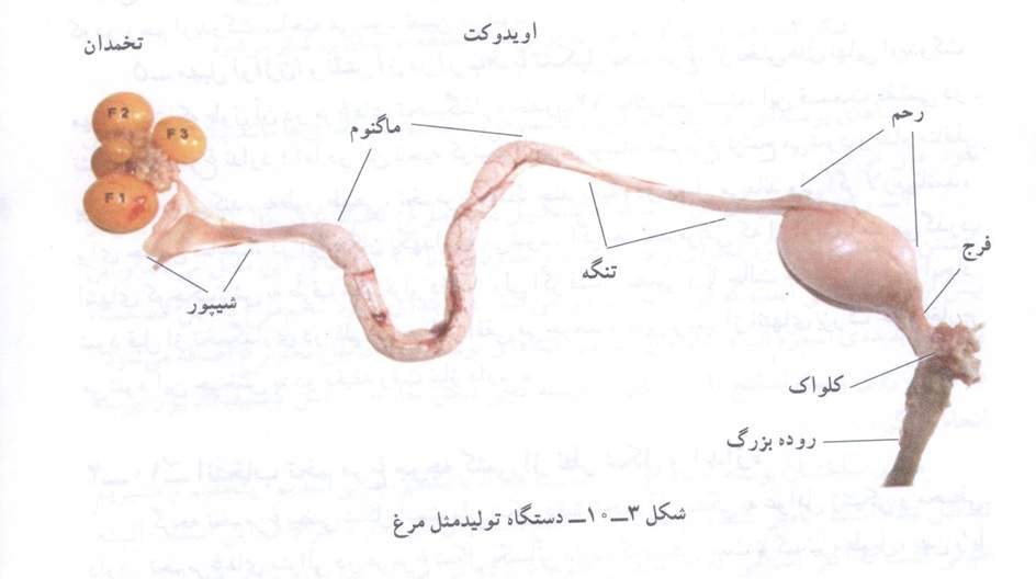 دانلود پاورپوینت دستگاه تولید مثل طیور