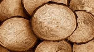 دانلود   پاورپوینت مواد و مصالح ساختمانی - چوب ( تنها مصالح تجدیدپذیر )
