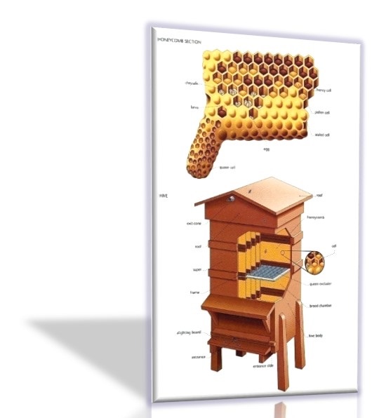 پاورپوینت طبیعت زنبور عسل