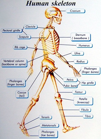 پاورپوینت کامل و جامع با عنوان سیستم اسکلتی و استخوان بندی بدن انسان در 102 اسلاید