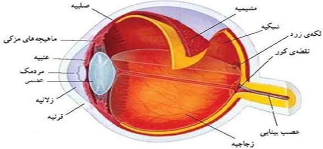 پاورپوینت کامل و جامع با عنوان انواع بیماری های چشم در 162 اسلاید