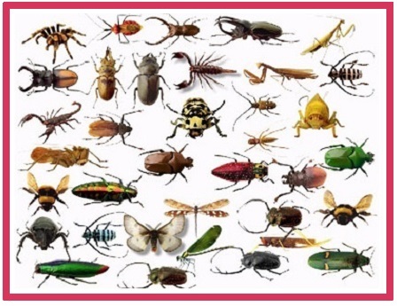 پاورپوینت کامل و جامع با عنوان حشرات در رده بندپایان در 57 اسلاید
