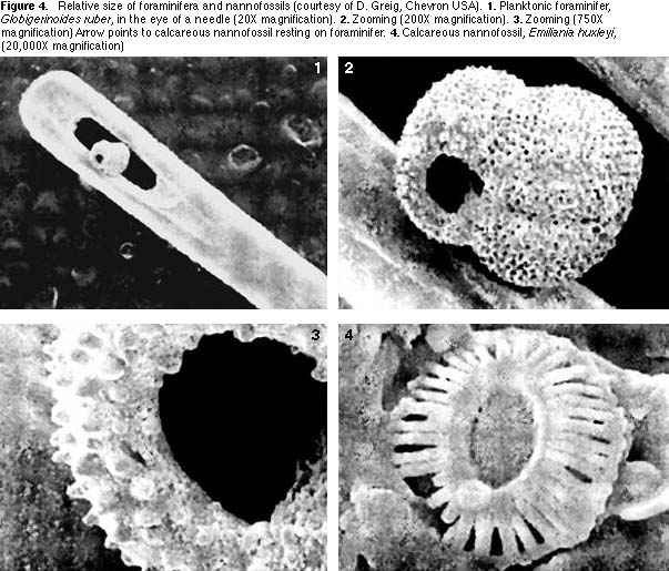 پاورپوینت کامل و جامع با عنوان مطالعه مقاطع میکروسکوپی سنگ های حاوی میکروفسیل ها در 53 اسلاید