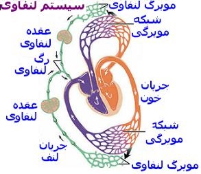 پاورپوینت کامل و جامع با عنوان سیستم لنفاوی در 23 اسلاید