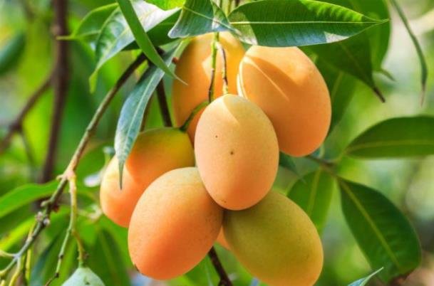 پاورپوینت کامل و جامع با عنوان بررسی انبه و خواص و ویژگی های آن در 24 اسلاید