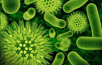 پاورپوینت کامل و جامع با عنوان میکروب ها و بیماری ها در 31 اسلاید