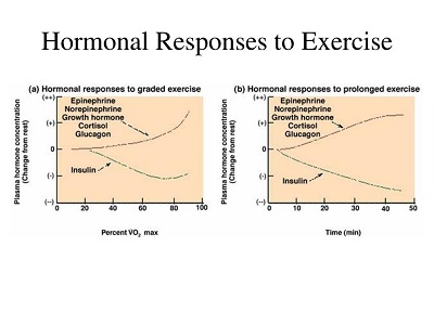 پاورپوینت کامل و جامع با عنوان واکنش های هورمونی نسبت به ورزش در 60 اسلاید
