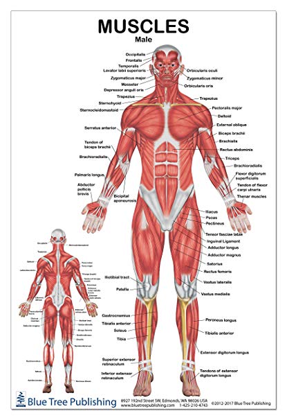 پاورپوینت کامل و جامع با عنوان بررسی عضلات بدن انسان در 39 اسلاید