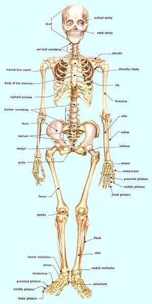 پاورپوینت کامل و جامع با عنوان اسکلت و استخوان بندی بدن انسان در 44 اسلاید
