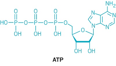 پاورپوینت کامل و جامع با عنوان بررسی آدنوزین تری فسفات یا ATP در 14 اسلاید