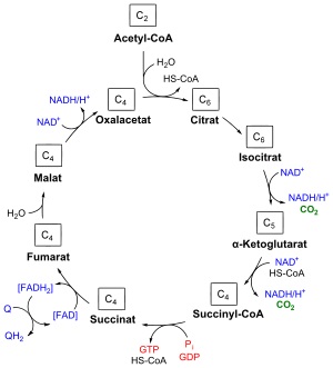 پاورپوینت کامل و جامع با عنوان بررسی چرخه اسید سیتریک یا چرخه کربس در 13 اسلاید