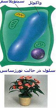 پاورپوینت کامل و جامع با عنوان بررسی واکوئل در سلول در 16 اسلاید