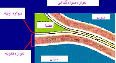 پاورپوینت کامل و جامع با عنوان بررسی دیواره سلول گیاهی در 20 اسلاید