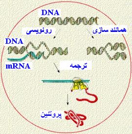 پاورپوینت کامل و جامع با عنوان بررسی ترجمه یا بیوسنتز انواع پروتئین در 19 اسلاید