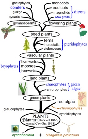 پاورپوینت کامل و جامع با عنوان بررسی تاریخچه تکاملی گیاهان در 17 اسلاید